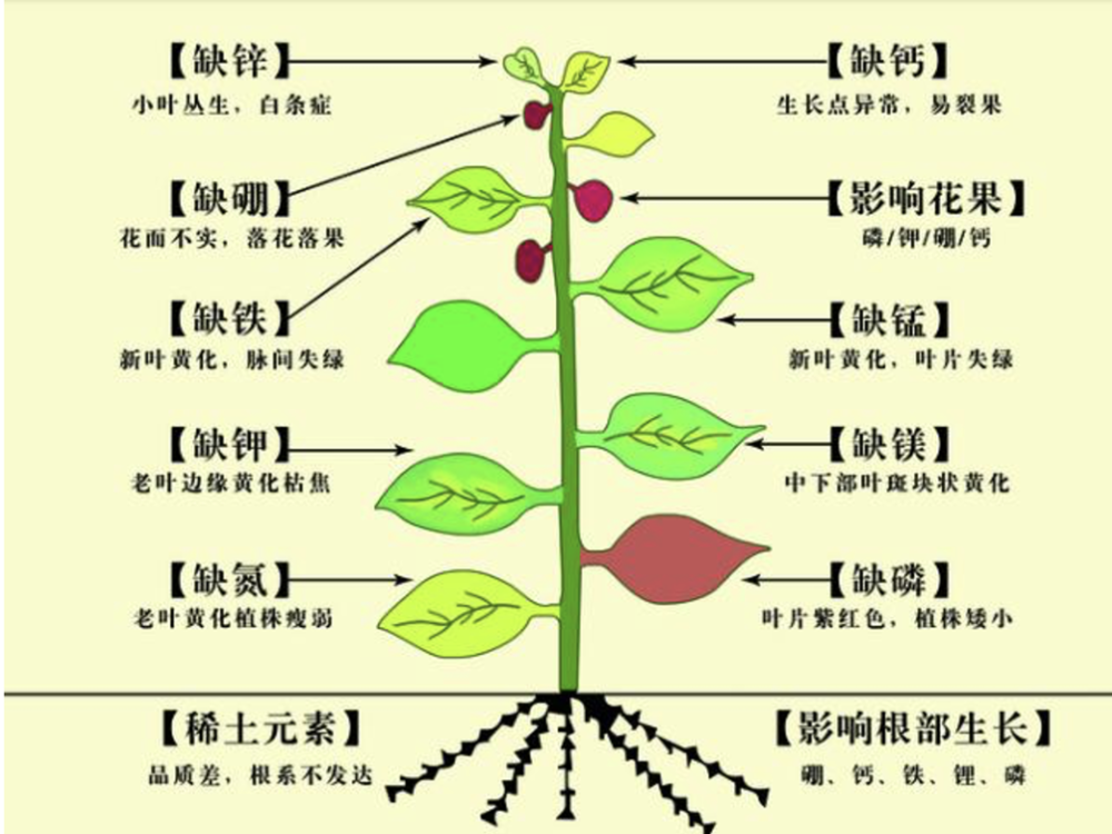 的黑土除了硼(b)与钼(mo)含量低于平均水平外(土壤硼主要来自成土母质